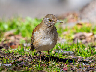 地面を歩くシロハラ