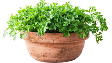 A vibrant potted parsley plant showcasing lush green leaves in a rustic terracotta pot, set against a blurred natural background, ideal for culinary and gardening themes