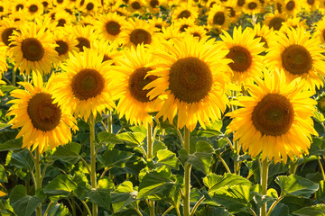 vibrant sunflower field. bright yellow flowers background. summer background with sunflowers under warm sunset light 