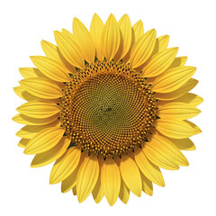 Fototapeta premium A vibrant yellow sunflower isolated on a transparent background