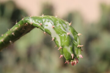 Naklejka premium kaktus opuncja Opuntia monacantha Variegata f monstrosa