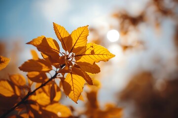 Obraz premium Close up of vibrant golden orange autumn leaves backlit by the sun with a soft blurry background of the sky and more foliage
