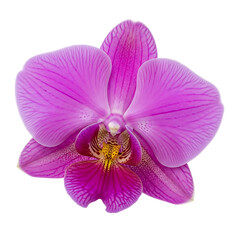 Fototapeta premium A delicate purple orchid flower with intricate petal patterns isolated on transparent background