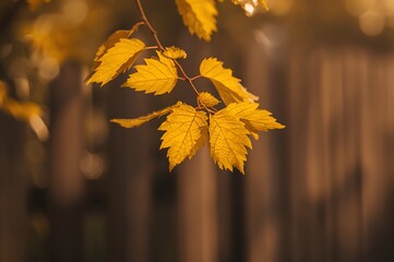 Close up of vibrant golden yellow autumn leaves on a branch with a softly blurred wooden fence background in warm sunlight
