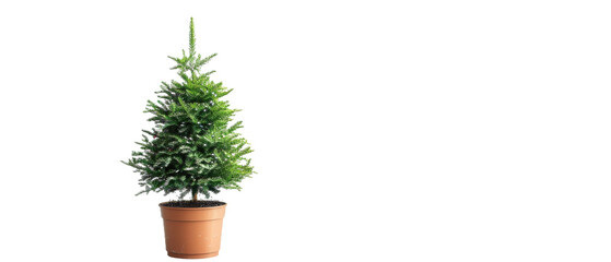 A vibrant potted Christmas tree adorned with lush green foliage, set against a plain backdrop, symbolizing festive spirit and holiday cheer, ideal for seasonal decor and celebrations