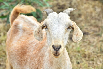 Goat Grazing in a Pasture A Glimpse of Rural Life