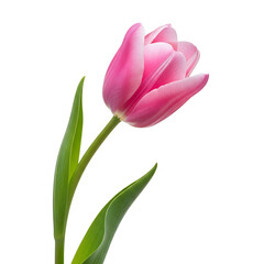 A single pink tulip with green leaves isolated on white isolated on transparent background