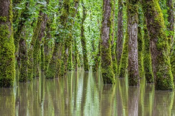 Moss-covered tree trunks in a flooded forest (1)