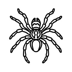 Obraz premium tarantula line art vector illustration on white