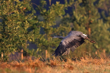 volo basso