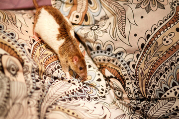 rat on a sofa