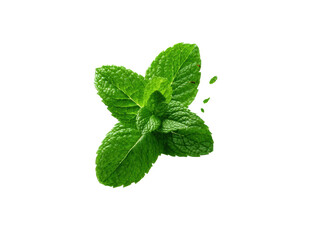 Fresh mint leaves for culinary use and aromatic purposes