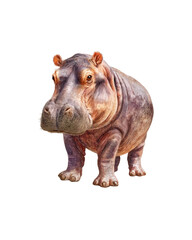 Fototapeta premium Watercolor hippo illustration, perfect for nursery wall art, jungle animal decor, kids room prints, and children's book illustrations. 