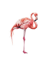 Obraz premium Realistic watercolor flamingo illustration, perfect for tropical wall art, exotic bird decor, beach house prints, wildlife art collections, and children's books and magazines 