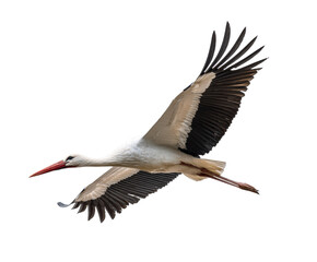 Fototapeta premium Elegant stork in flight showcasing grace and beauty of nature