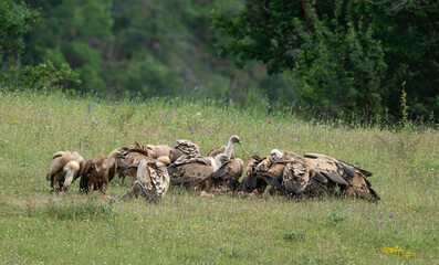 Vautour fauve,Gyps fulvus, Griffon Vulture, Parc naturel régional des grands causses 48, Lozere, France