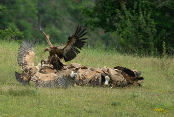 Vautour fauve,Gyps fulvus, Griffon Vulture, Parc naturel régional des grands causses 48, Lozere, France