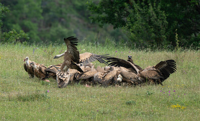 Vautour fauve,Gyps fulvus, Griffon Vulture, Parc naturel régional des grands causses 48, Lozere, France