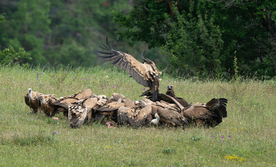 Vautour fauve,Gyps fulvus, Griffon Vulture, Parc naturel régional des grands causses 48, Lozere, France