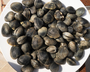 Palourde; ruditapes decussatus