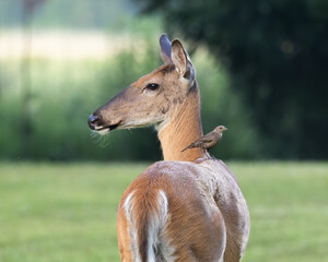 Cow Bird sitting on a white-tailed deer