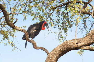 Bucorve du Sud, Grand calao terrestre, Bucorvus leadbeateri, Southern Ground Hornbill
