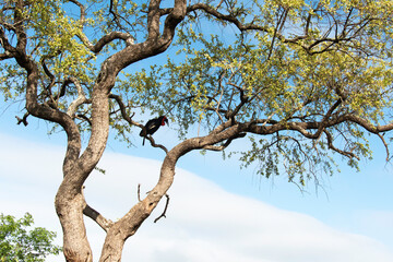 Bucorve du Sud, Grand calao terrestre, Bucorvus leadbeateri, Southern Ground Hornbill