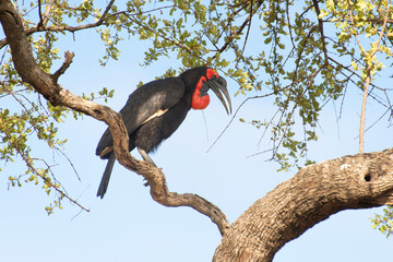 Bucorve du Sud, Grand calao terrestre, Bucorvus leadbeateri, Southern Ground Hornbill