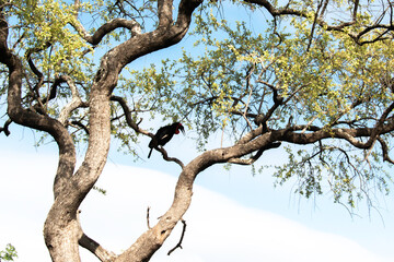 Bucorve du Sud, Grand calao terrestre, Bucorvus leadbeateri, Southern Ground Hornbill