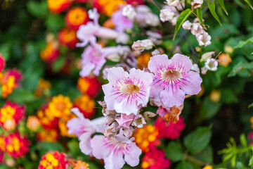 Colorful Flowers in Santa Cruz ,Torres Vedras