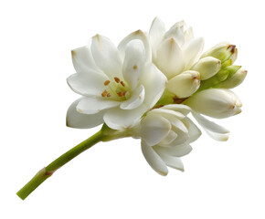 Fototapeta premium Elegant white flowering plant showcasing delicate blossoms and buds