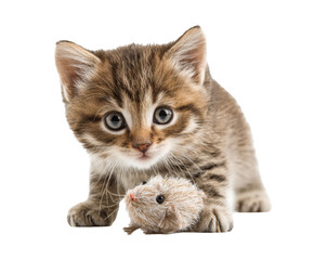 Obraz premium Curious kitten playing with a toy mouse indoors for pet lovers