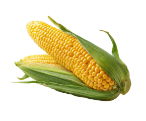 Fresh corn on the cob ready for cooking and summer meals