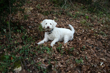 Cane Lagotto in cerca di tartufi nel bosco © Ilarialapreziosa