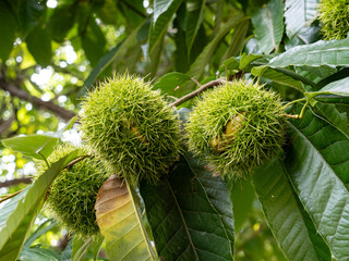 少し割れてきたイガグリ