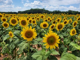 Rows of sunflowers in a vast field