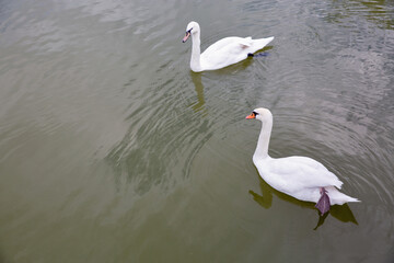 Two graceful swans swimming in calm water.