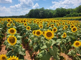 Obraz premium sunflower field in the summer