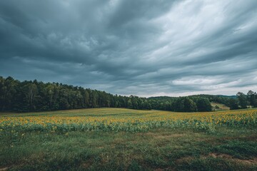 Sunflowers field under dramatic sky