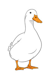 Obraz premium A whimsical white duck stands proudly with its orange beak and feet