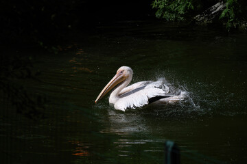 A pelican shakes its feathers, creating a splash in a calm, green-watered pond, captured in a vibrant outdoor setting
