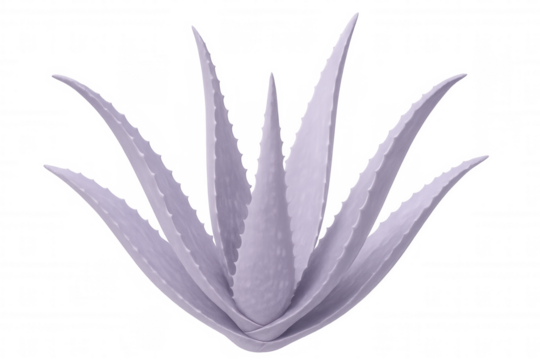 3d rendering of a purple aloe vera plant isolated on a transparent background, perfect for health and beauty projects
