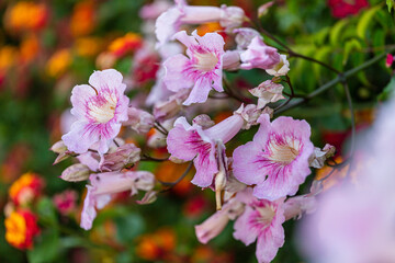Colorful Flowers in Santa Cruz ,Torres Vedras