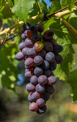 A single bunch of ripe grapes hanging from a vine. The grapes are a beautiful mix of deep purple and reddish hues, with a few lighter yellow-green grapes indicating various stages of ripeness.