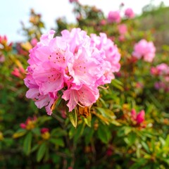 Fototapeta premium Close-up of Vibrant Pink Rhododendron Flower Blossom in a Lush Garden Setting