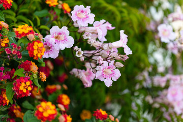 Colorful Flowers in Santa Cruz ,Torres Vedras