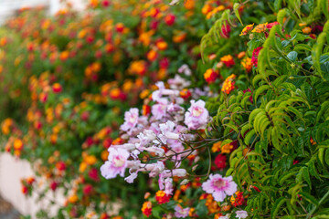 Colorful Flowers in Santa Cruz ,Torres Vedras