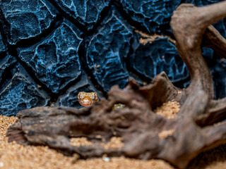 エレガンスボウユビヤモリのアップ