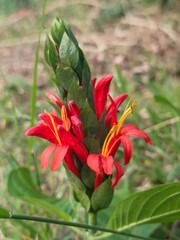 A close-up shot of a red button spiral ginger (Costus woodsonii) with vibrant red bracts and yellow stamens, blooming from a conical bud.
