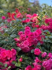 rose bush in the garden